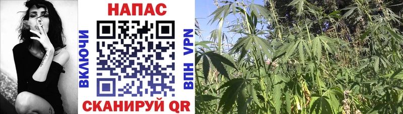 Конопля Bruce Banner  хочу наркоту  Голицыно 